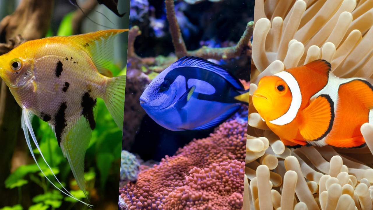 海水魚 | RELIABYTICS.COM
